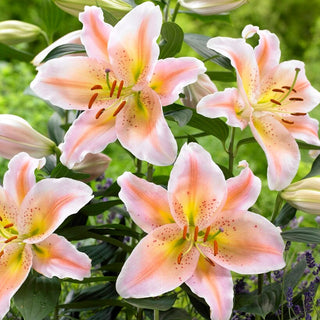 Giglio orientale nano - Salmon Party - Lilium - Fiori grandi e spettacolari