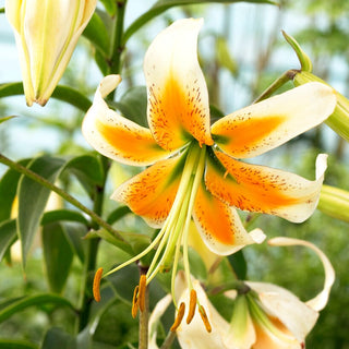 Giglio - Lady Alice - Lilium - Profumo delicato che attira le farfalle