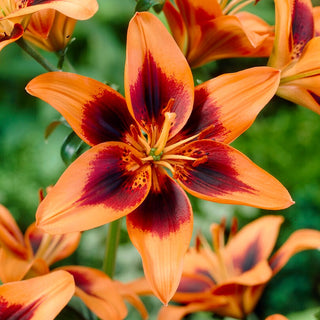 Giglio - Twosome - Lilium - Colore intenso, fascino che dura