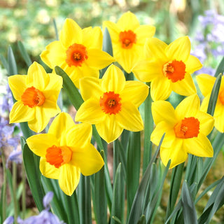 Narciso - Brackenhurst - Narcissus - Grandi fiori vistosi nelle aiuole - 5 bulbi