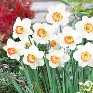 Narciso - Pink Charm - Narcissus - Fascino primaverile in ogni giardino - 5 bulbi
