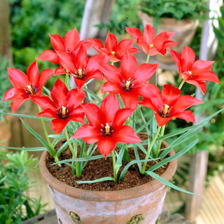 Tulipano - Linifolia - Tulipa - Esotismo primaverile, colori intensi - 5 bulbi