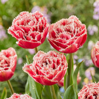 Tulipano - Brest - Tulipa - Intensità luminosa in giardino - 5 bulbi