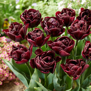 Tulipano - Canyon - Tulipa - Fiori doppi e multistrato - 5 bulbi