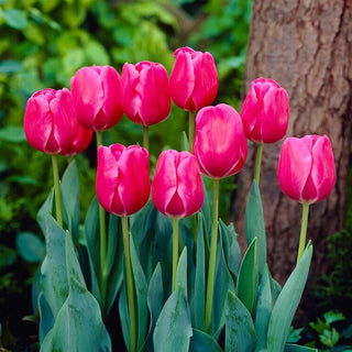 Tulipano - Carola - Tulipa - Scelta elegante e affidabile - 5 bulbi