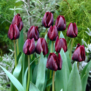 Tulipano - Ronaldo - Tulipa - Incanta a lungo con il rosso intenso - 5 bulbi