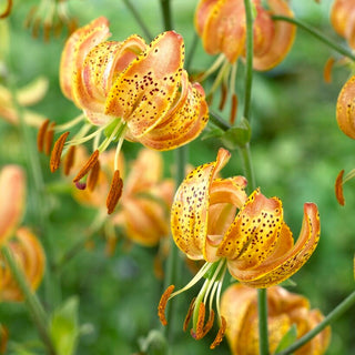 Giglio martagone - Peppard Gold - Lilium - Fiori arancioni intensi