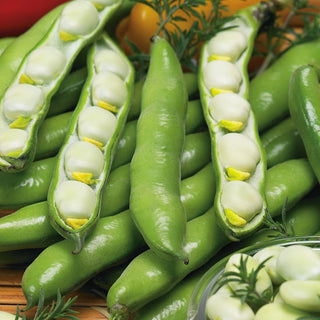 Broad Bean Bolko - Rich in Protein, Carbohydrates, and Vitamins, Superfood Straight from the Garden - Premium Seeds
