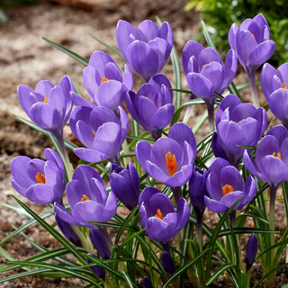 Crocus - Aqua - Varietà di lunga tradizione e prestigio - 10 bulbi