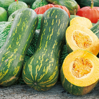 Butternut Squash Lunga Di Napoli - Uniquely Long Fruits with an Extraordinary Flavour - Cucurbita moschata - Premium Seeds