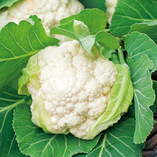 Cauliflower Igloo - Exceptional Quality and Large, Plump Heads - Brassica oleracea var. botrytis - Premium Seeds