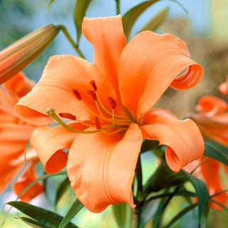 Giglio - Pearl Justien - Lilium - Fioritura estiva raffinata
