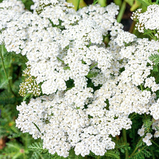 Achillea millefoglie Bianco - Bianco delicato per prati e aiuole - Achillea millefolium - Semi Premium