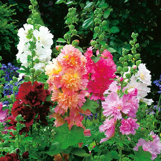 Altea o Malvone Nano - Queeny - Spettacolare e ben ramificata - Alcea rosea
