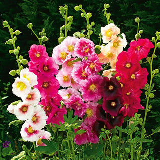 Altea o Malvone Nano - Indian Spring - Decorazione estiva per aiuole basse - Alcea rosea