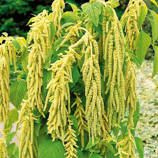 Amaranto Coda di Volpe - Verde - Imponente, ornamentale, resistente alla siccità - Amaranthus caudatus