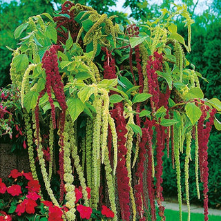 Amaranto Coda di Volpe - Miscuglio - Infiorescenze pendule, fioritura prolungata - Amaranthus caudatus