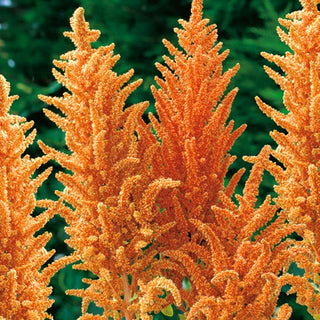 Amaranto Panicolato - Hot Biscuits - Alto e decorativo, resistente al caldo - Amaranthus paniculatus