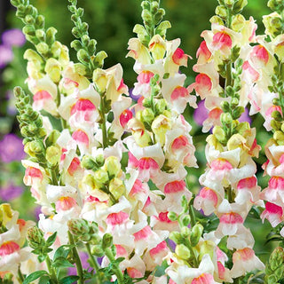 Bocca di Leone - Appleblossom - Miscele delicate di rosa e bianco - Antirrhinum majus maximum
