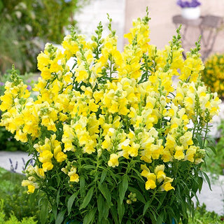 Bocca di Leone - Canary Bird - Varietà gioiosa e luminosa - Antirrhinum majus maximum