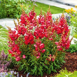 Bocca di Leone - Defiance - Fiori appariscenti in tonalità calde - Antirrhinum majus maximum