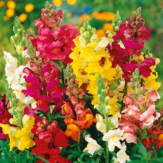 Bocca di Leone - Rainbow - Decorazione colorata per tutta l’estate - Antirrhinum majus nanum