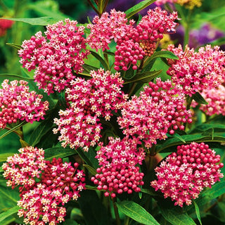 Asclepias Incarnata Carminio Rosso - Eccezionale e perenne, resistente alla siccità - Asclepias incarnata - Semi Premium