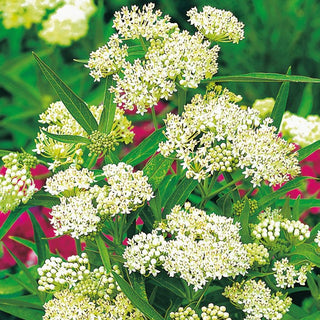 Asclepias Incarnata Bianco - Profumata e delicatamente elegante pianta perenne - Asclepias incarnata - Semi Premium