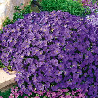 Aubretia - Hendersonii - Viola straordinario perfetto per giardini rocciosi - Aubrieta x hybrida - Semi Premium