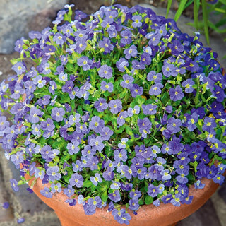 Aubretia - Graeca - Pianta tappezzante decorativa - Aubrieta x hybrida - Semi Premium