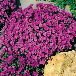 Aubretia - Leichtlinii - Facile da coltivare e a fioritura abbondante - Aubrieta x hybrida - Semi Premium