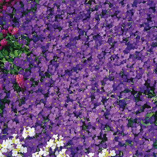Aubretia - Whitewell Gem - Pianta perenne viola resistente alla siccità - Aubrieta x hybrida - Semi Premium