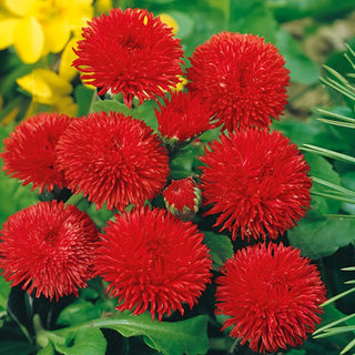 Margheritina a Grandi Fiori Rossa - Ideale, compatta per aiuole e bordure - Bellis perennis