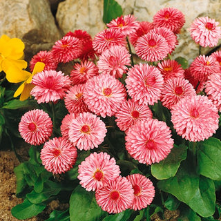 Margheritina a Grandi Fiori Rosa - Grandi fiori doppi per tutta l’estate - Bellis perennis