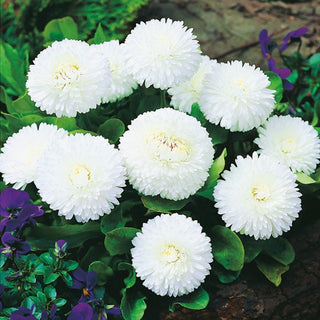 Margheritina a Grandi Fiori Bianca - Resistente e decorativa già da marzo - Bellis perennis