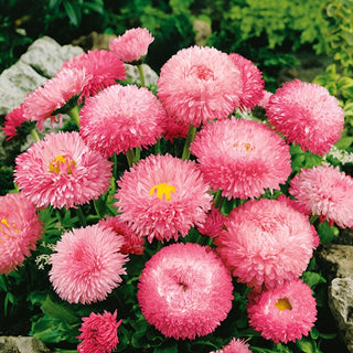 Margheritina Super Enorma - Rose Ball - Fiori pieni e sferici già da aprile - Bellis perennis