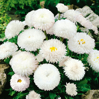Margheritina Super Enorma - White Ball - Rosetta fogliare densa e intensamente fiorita - Bellis perennis