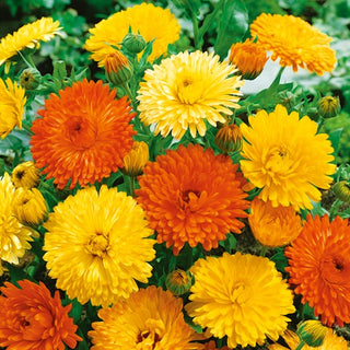 Calendula - Pacific Beauty Miscuglio - Colori vivaci per tutta l’estate - Calendula officinalis
