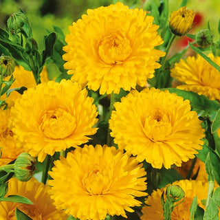 Calendula - Lemon Beauty - Accento luminoso nelle aiuole colorate - Calendula officinalis