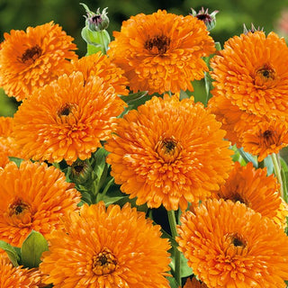 Calendula - Orange Beauty - Colore vivace per ogni composizione - Calendula officinalis