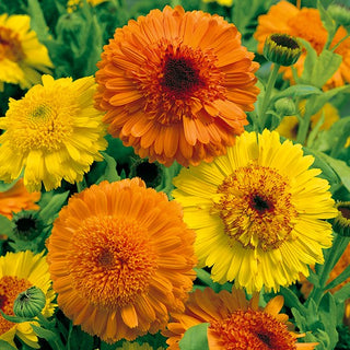 Calendula - Kablouna Miscuglio - Decorazione per aiuole e orti aromatici - Calendula officinalis