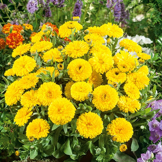 Calendula Nana Candyman - Giallo - Crescita compatta, colore intenso - Calendula officinalis