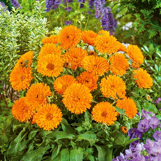 Calendula Nana Candyman - Orange - Fiori solari per aiuola decorativa - Calendula officinalis