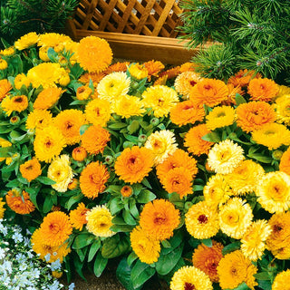 Calendula Nana - Fiesta Gitana Miscuglio - Miscela nana dai colori vivaci - Calendula officinalis