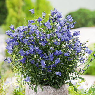 Harebell - Reliable Element of Colourful Compositions - Campanula rotundifolia - Premium Seeds