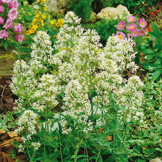 Valeriana Rossa - Bianca - Naturalistica, attira api e farfalle - Centranthus ruber