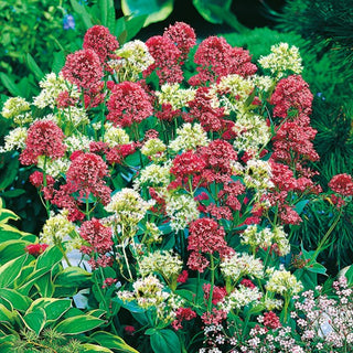 Valeriana Rossa - Miscuglio - Fiorisce tutta l’estate, mellifera - Centranthus ruber
