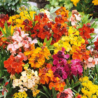 Violaciocca - Tom Thumb - Esplosione multicolore - Cheiranthus cheiri
