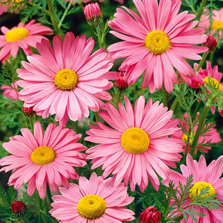 Piretro - Robinson's Giant - Rosa - Erbacea alta con grandi infiorescenze - Chrysanthemum coccineum