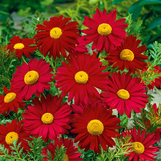 Piretro - Robinson's Giant Rosso - Decorazione spettacolare per il giardino per tutta l’estate - Chrysanthemum coccineum